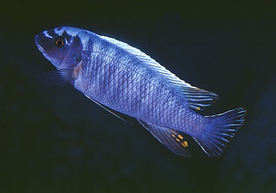 Labeotropheus trewavasae 'Taiwanee Reef'